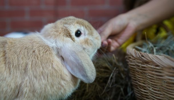 Rabbit eating hay from a basket while being gently fed by a person