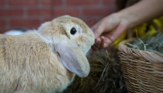 The Best Timothy Hay for Rabbits: #1 Guide – Blue Mountain Hay