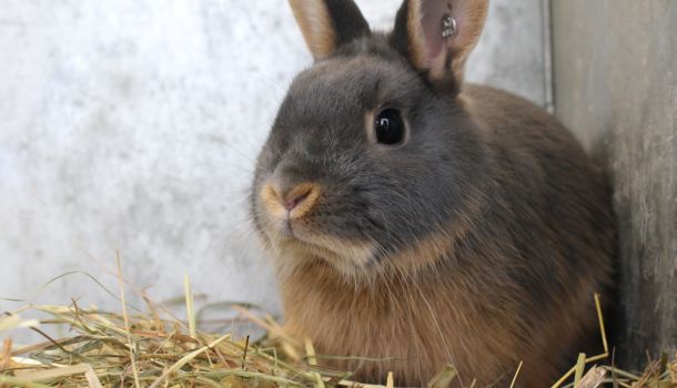 Rabbit eating hay