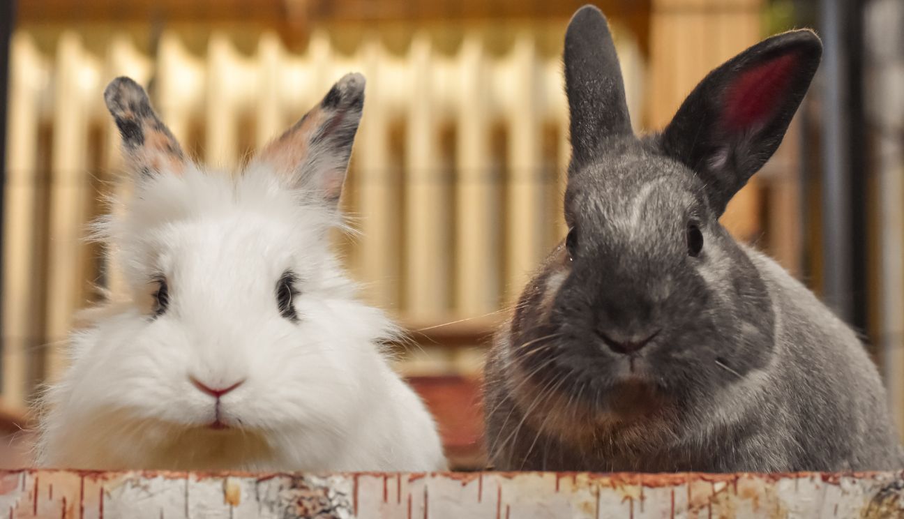 Two domestic rabbits, one white and one gray, sitting side by side in a wooden enclosure.