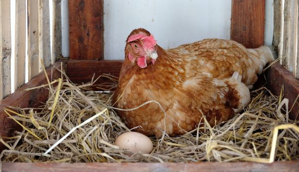 hen sitting in a straw-lined nesting box with an egg