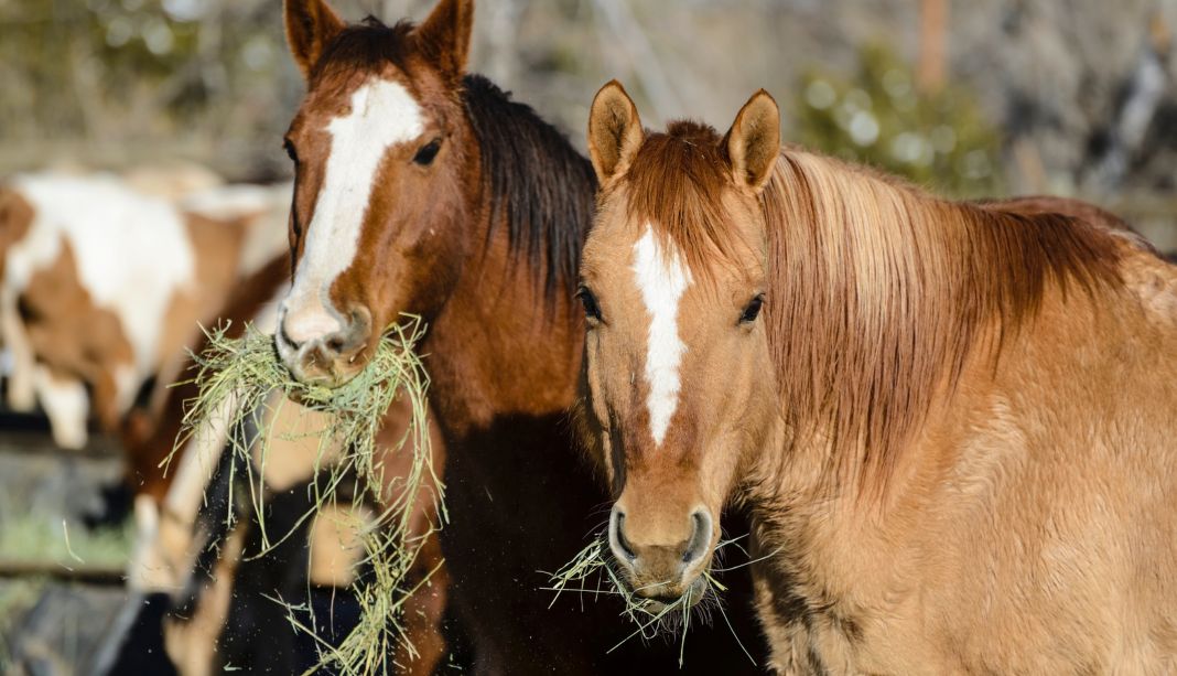 Alfalfa Hay for Horses: Benefits, Myths & How to Feed It Correctly