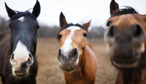 Teff Grass Hay for Horses: Benefits, Nutrition & When to Feed It