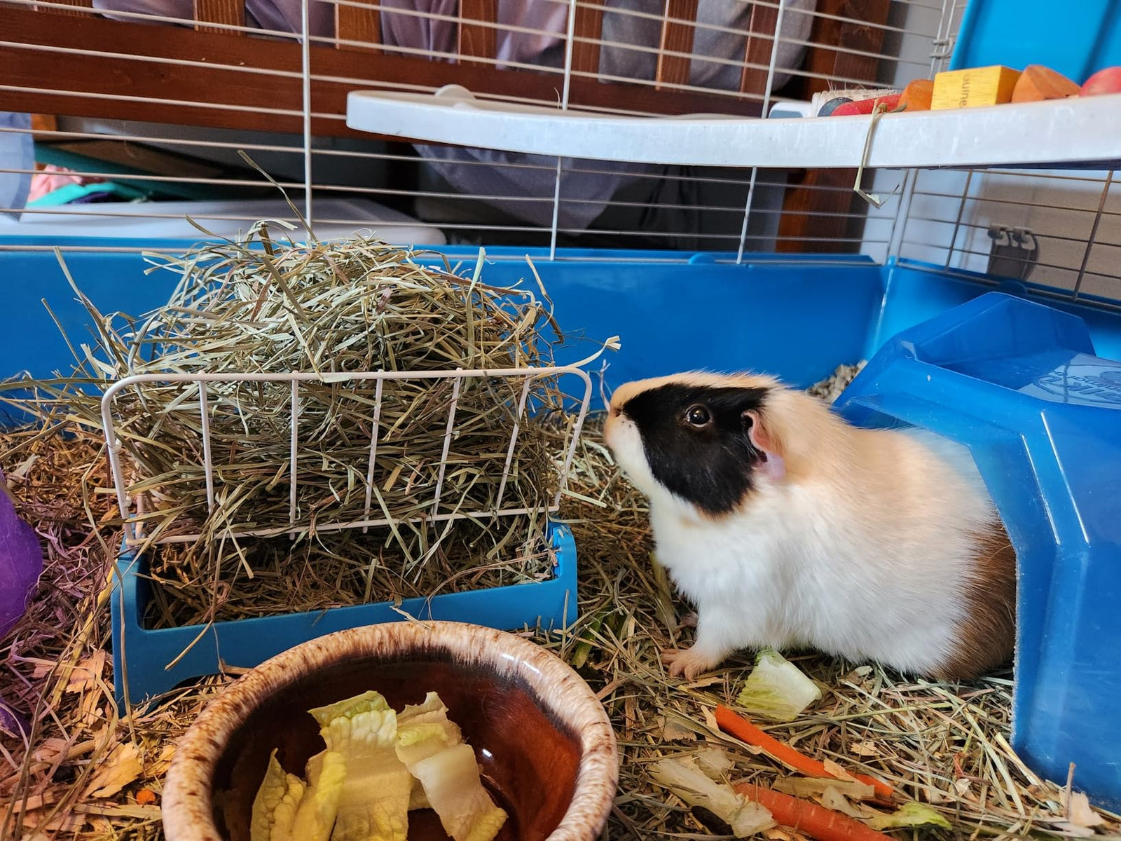 Guinea pig eating timothy hay in cage with hay feeder and fresh vegetables