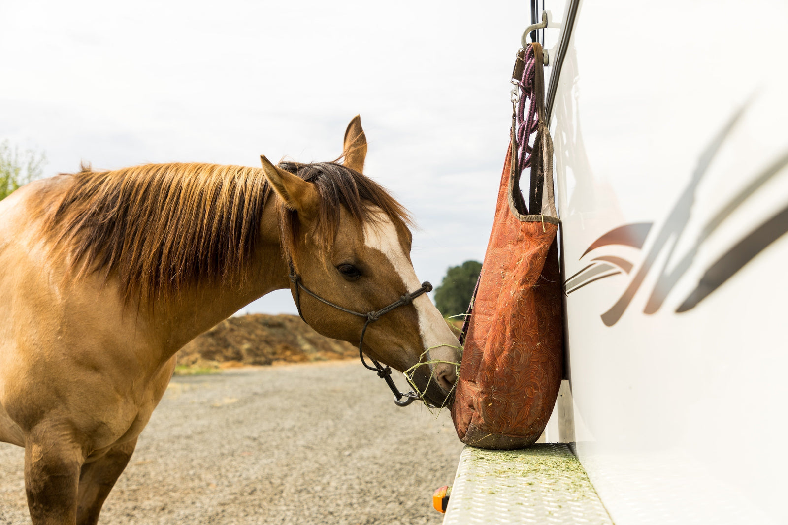 The Science-Backed Benefits of Alfalfa for Horses