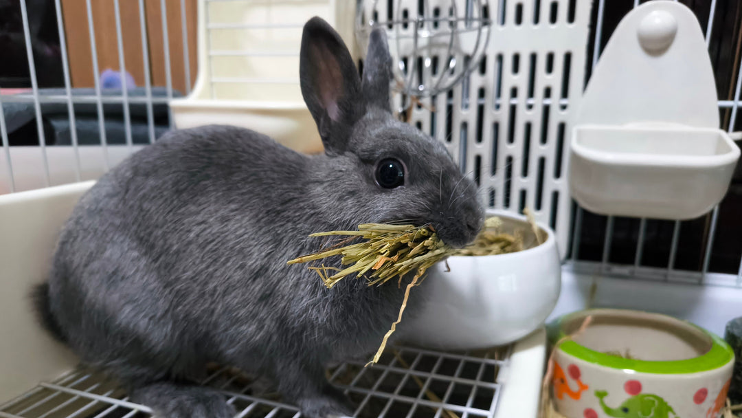 9 Reasons Oat Hay Is Good For Rabbits