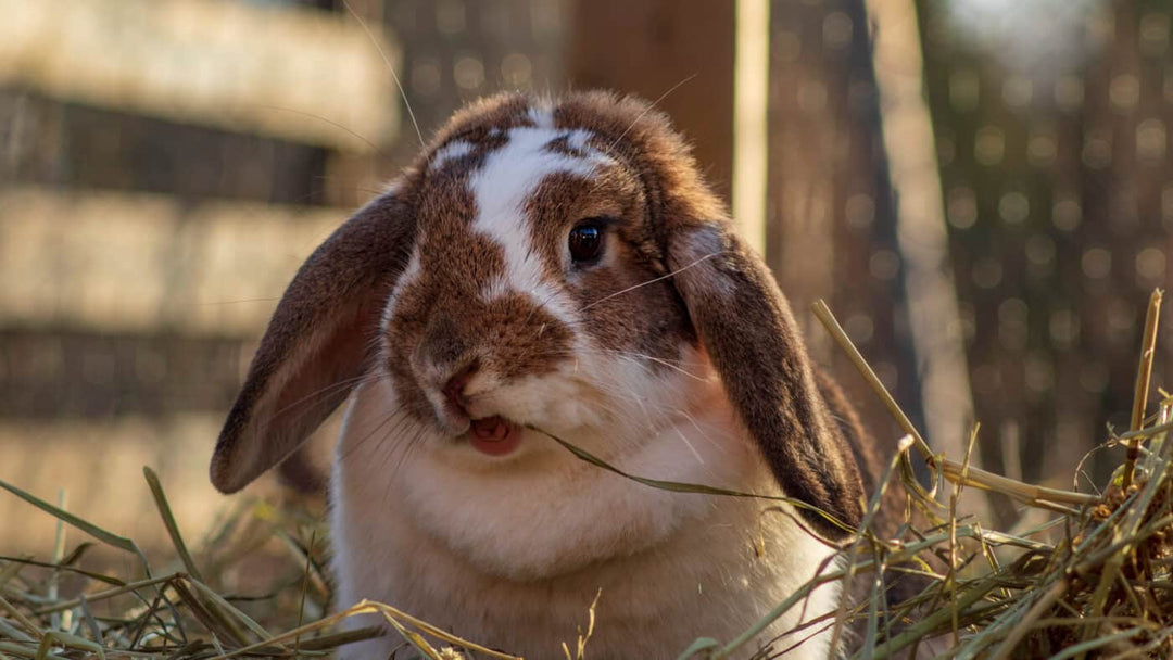 Organic Alfalfa Hay for Rabbits: Complete Guide – Blue Mountain Hay