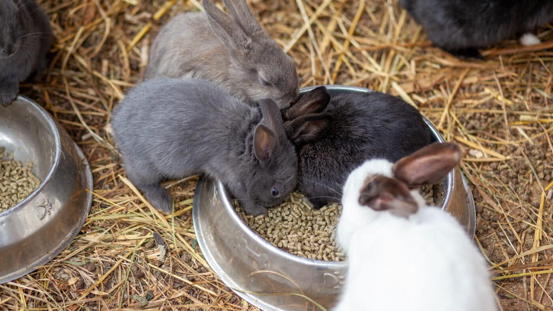 RHDV2 in Rabbits: The Key Facts 