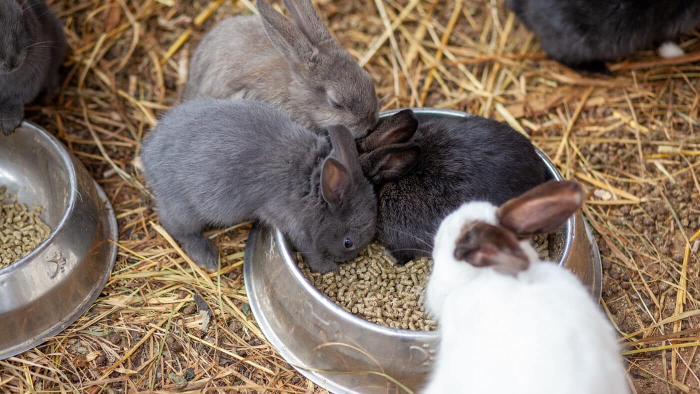 Group of rabbits eating hay pellets from metal bowls on straw bedding