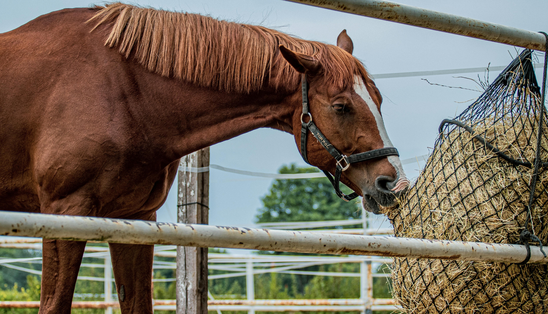 Debunking Common Myths About Feeding Alfalfa to Horses