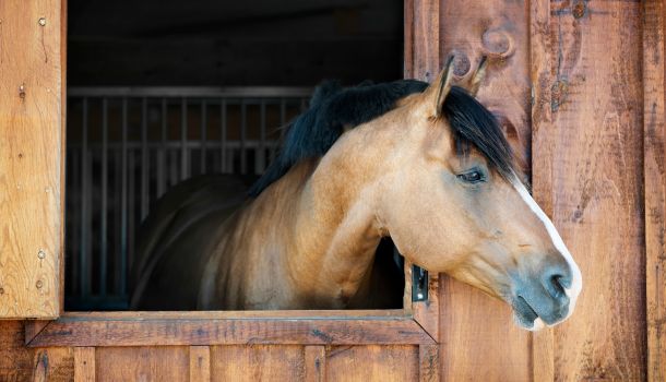 Alfalfa Hay and Gastric Health in Horse