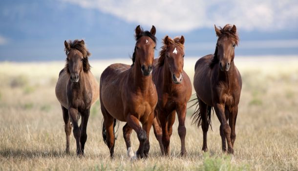 Heat Stress, Electrolytes, and Hydration in Horses