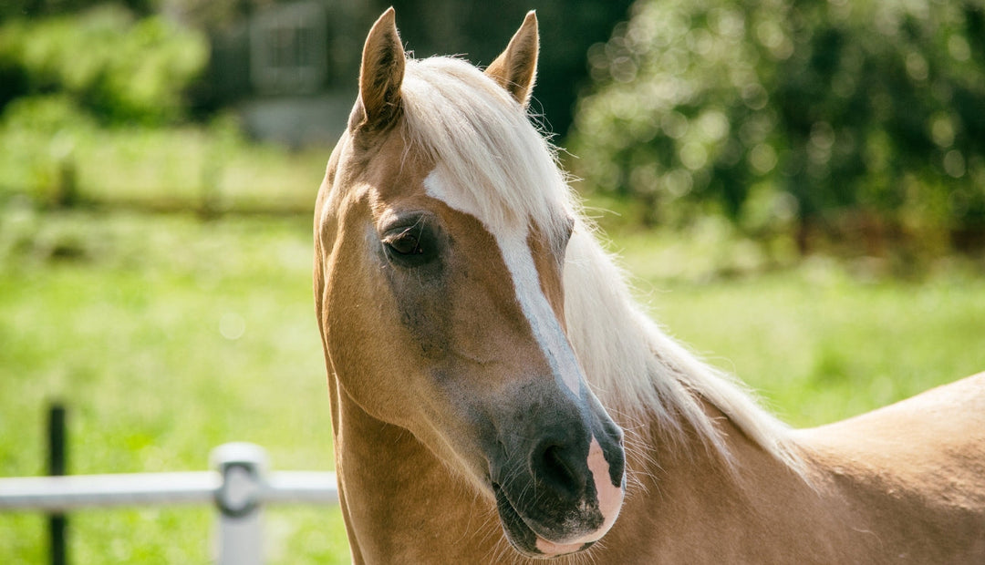 The Benefits of Alfalfa in Horses