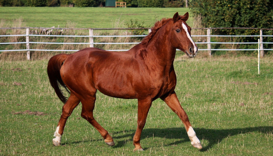 Best Forage Choices for Horses with Metabolic Disorders