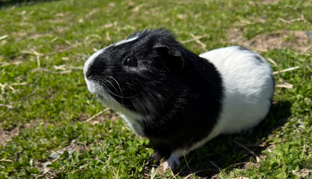 Summer Hay Tips for Rabbits, Guinea Pigs & Small Pets
