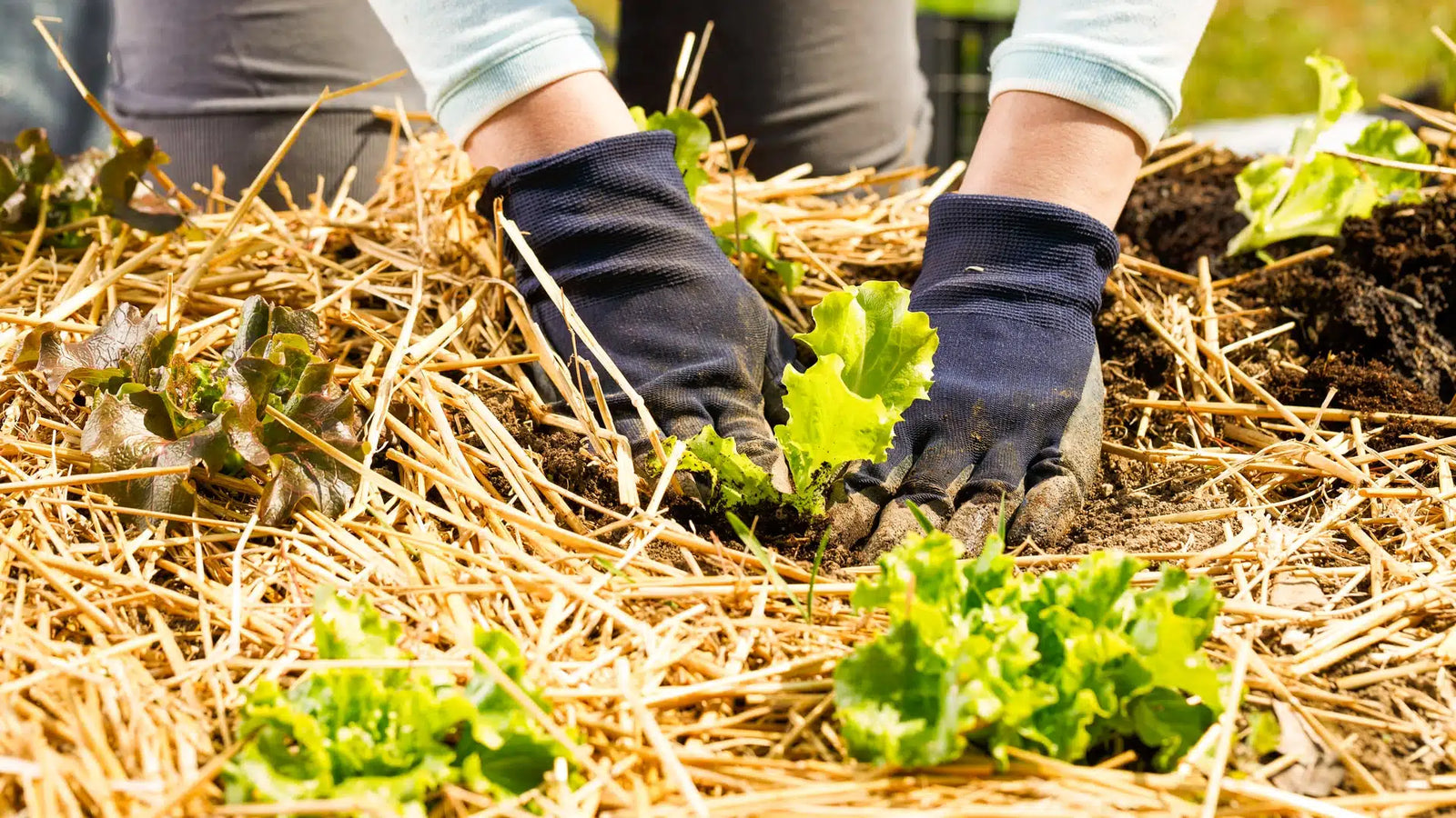 Gardener planting seedlings in vegetable garden with USDA organic straw mulch