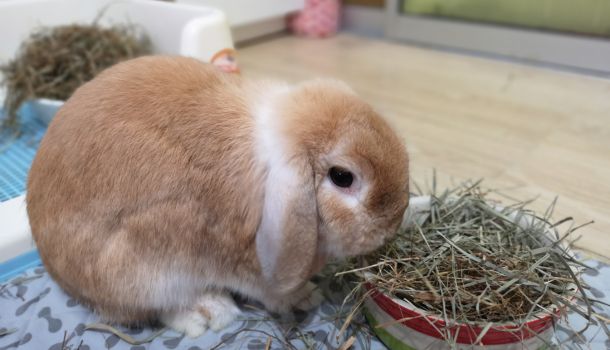 Illustration of Weaned Rabbit Nutrition And Alfalfa Hay