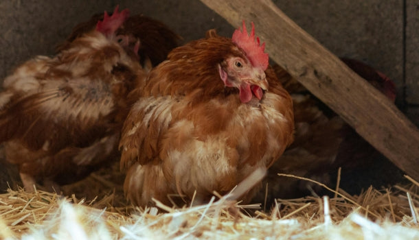 Chickens resting on clean straw bedding inside a chicken coop