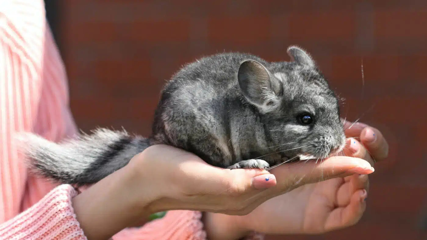 Gray chinchilla sitting in hands