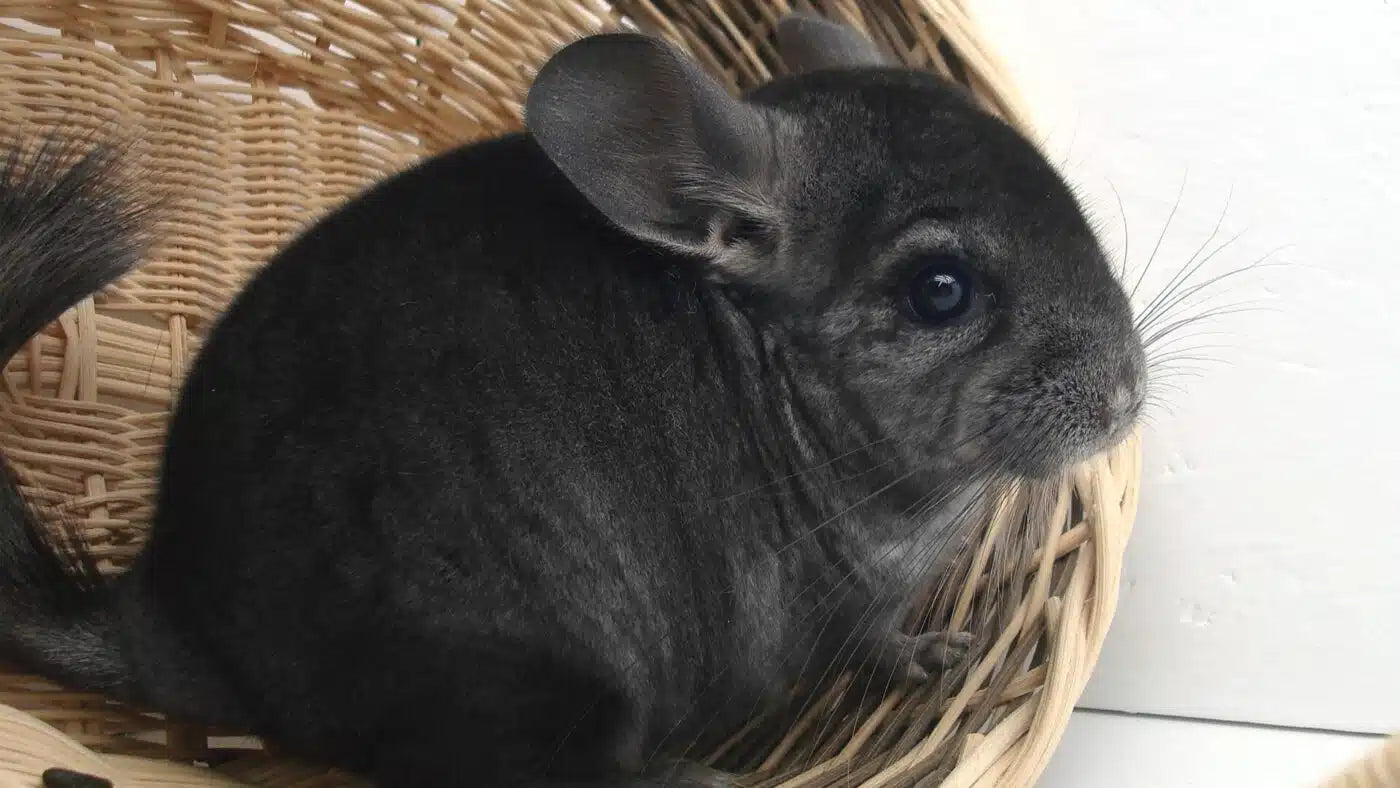 Hay For Chinchillas: #1 Best Guide