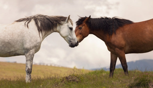 Two horses, one white and one brown, standing close to each other in a grassy field with a cloudy sky.