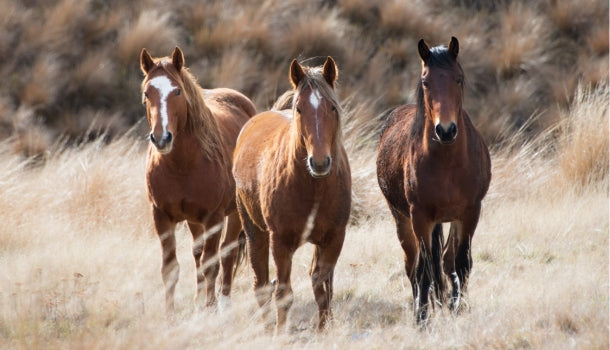 Orchard Grass Hay for Horses: Benefits, Nutrition & When to Feed It