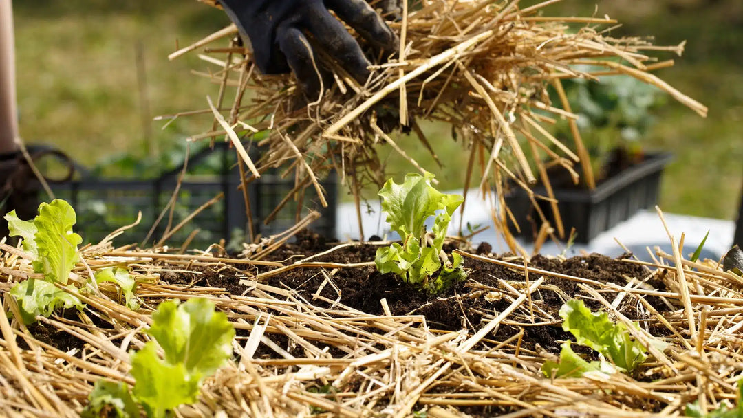 Putting Straw on a Garden For Winter: 11 Advantages