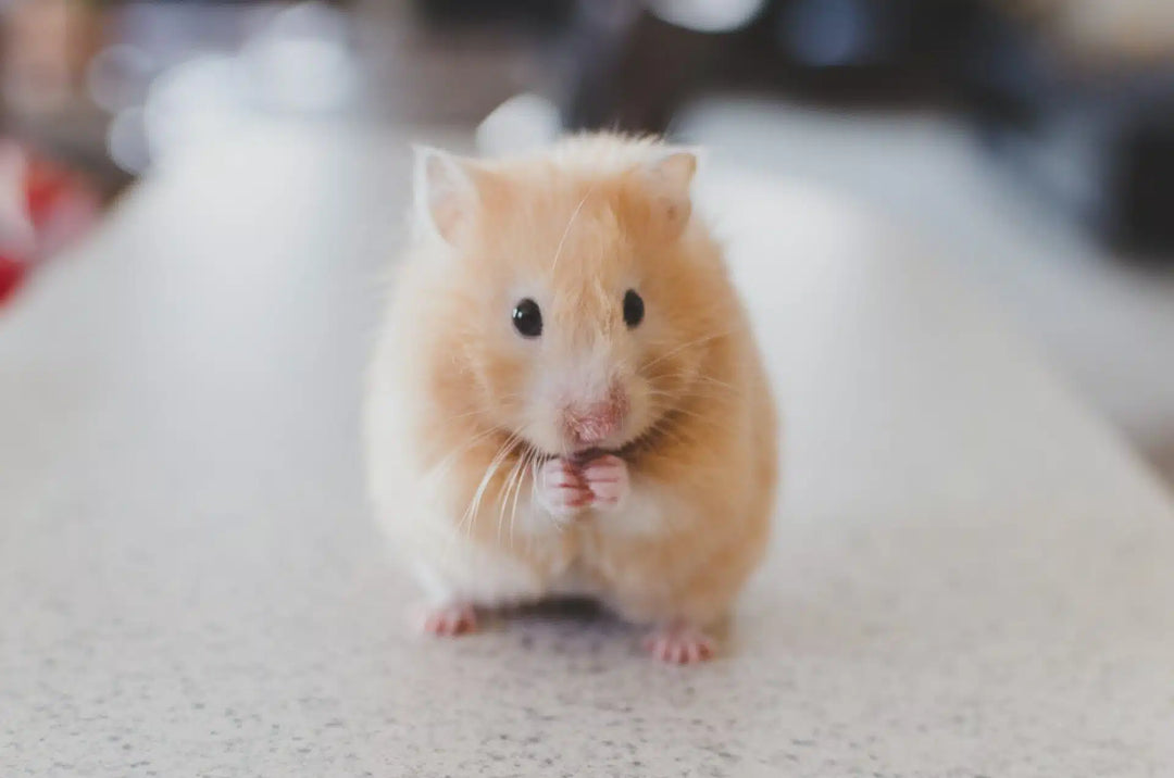 Timothy Hay for Hamsters: #1 Best Guide