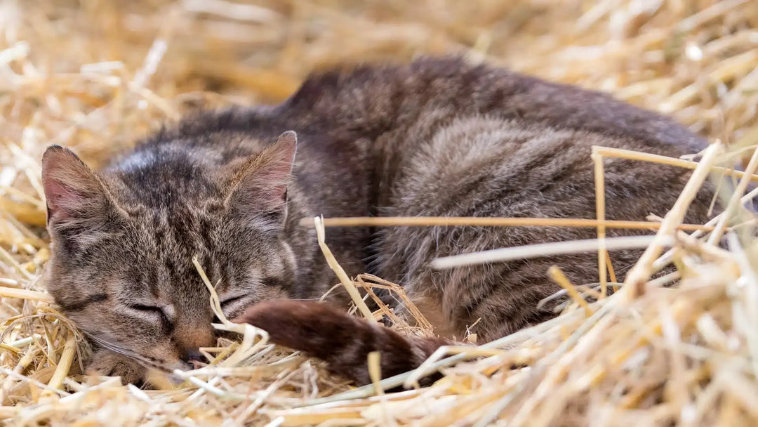 Straw for Cat Shelters: Ultimate Guide