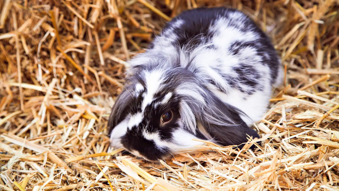 Straw Bedding For Rabbits: The Key Facts