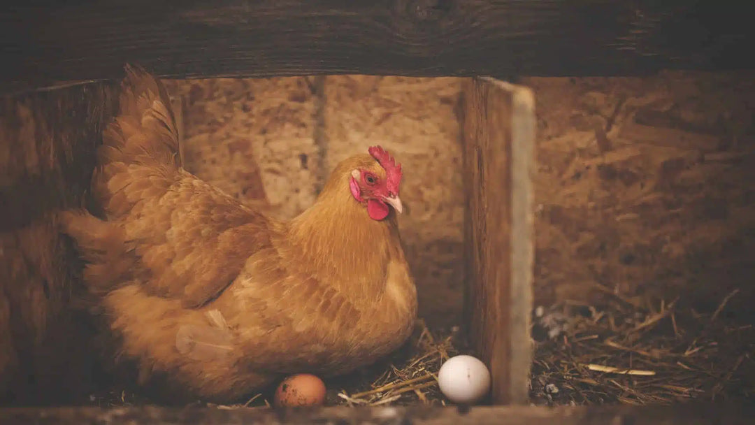 Straw Bedding for Chickens: The Ultimate Guide