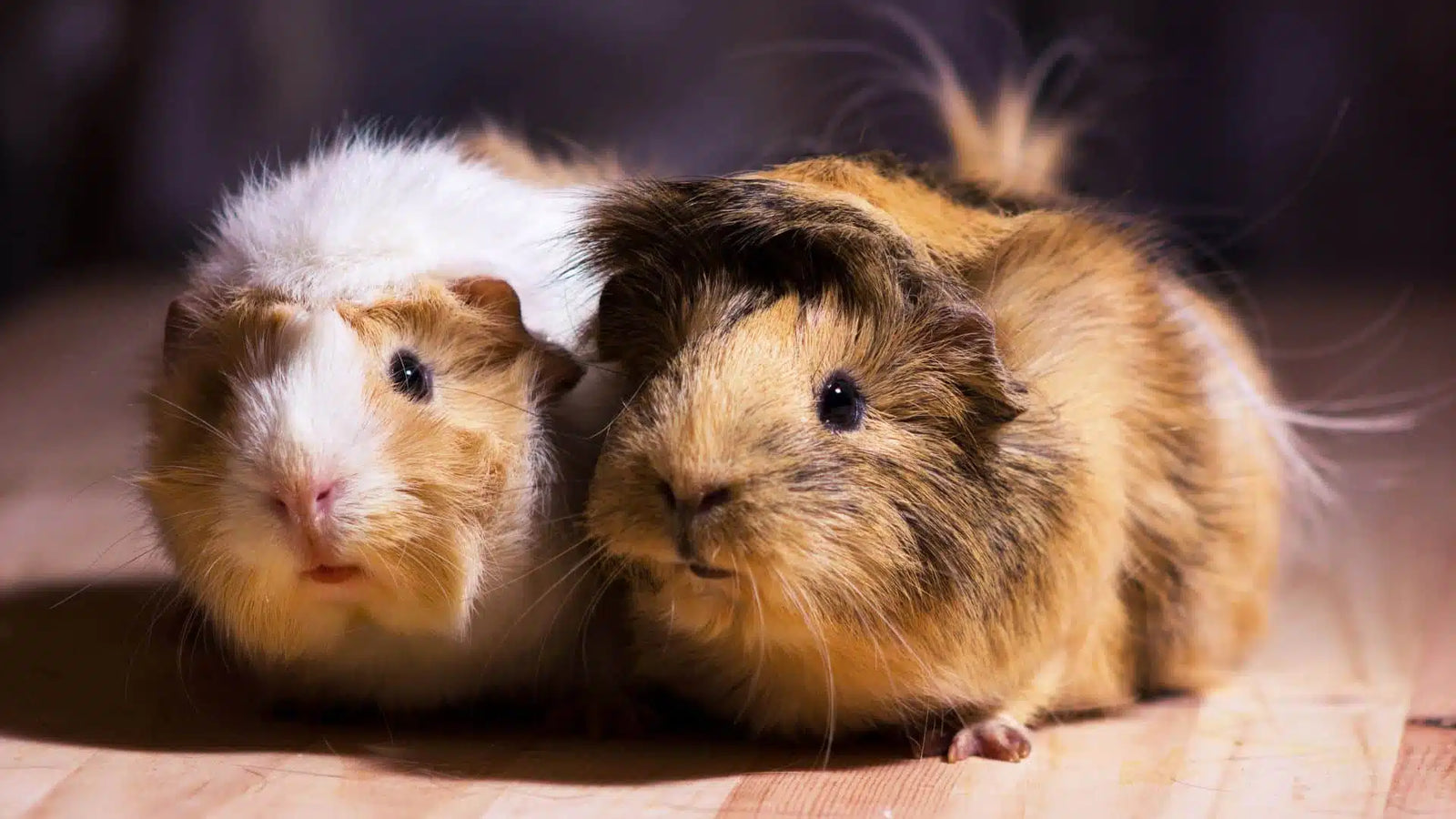 Two guinea pigs sitting side by side on a wooden surface
