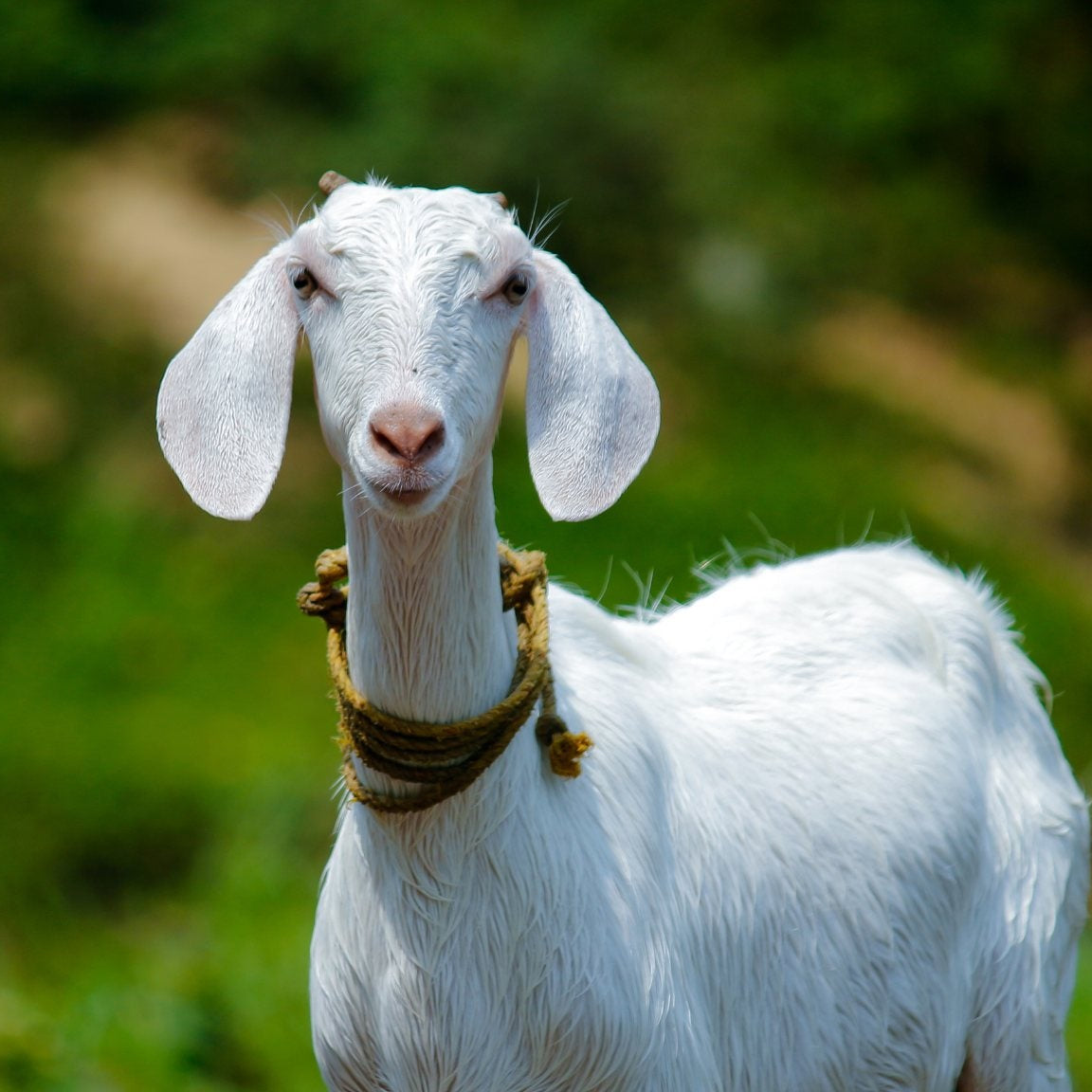 Hobby Farms | High-Altitude Hay & Bedding Straw