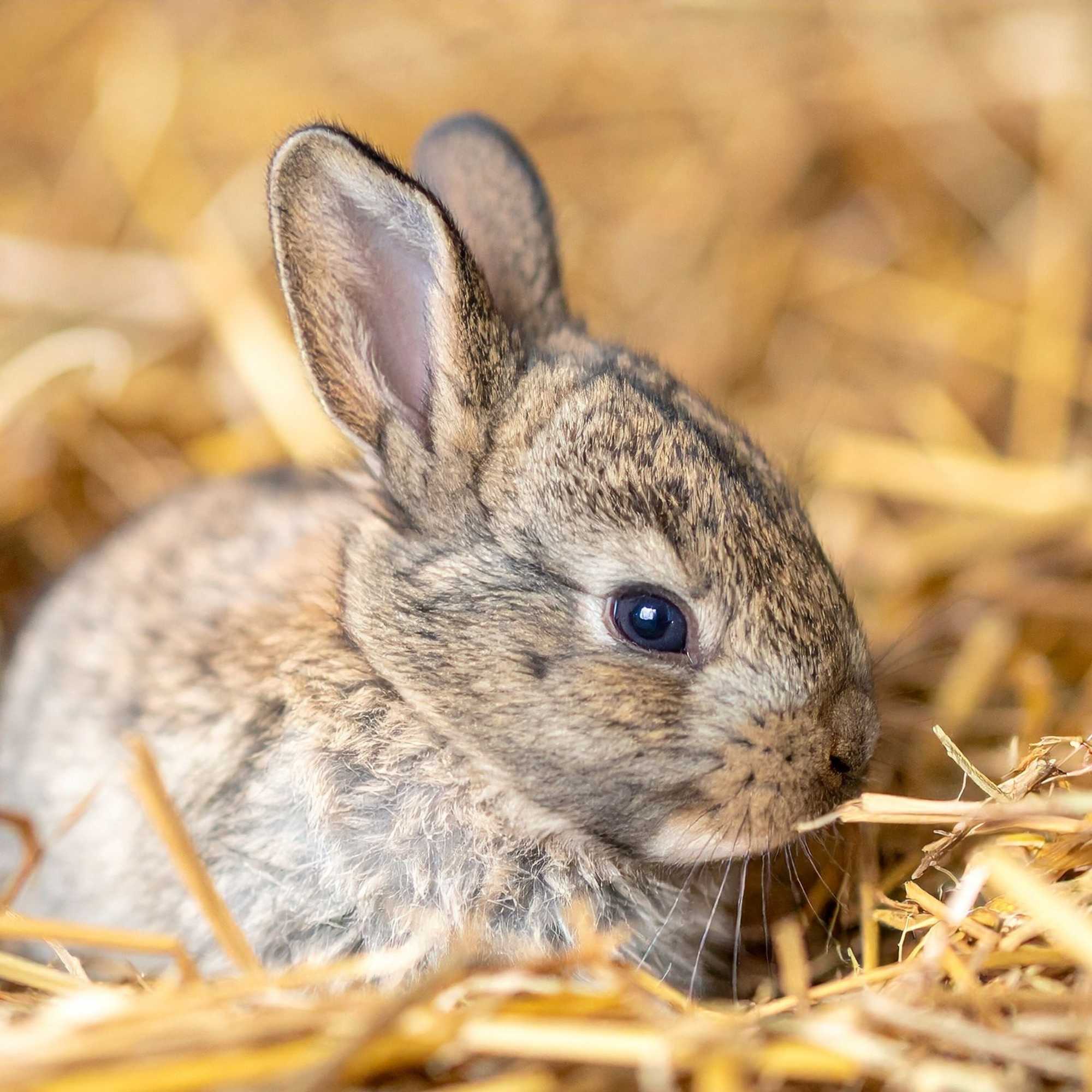 Small Animals  | Organic Bedding Straw