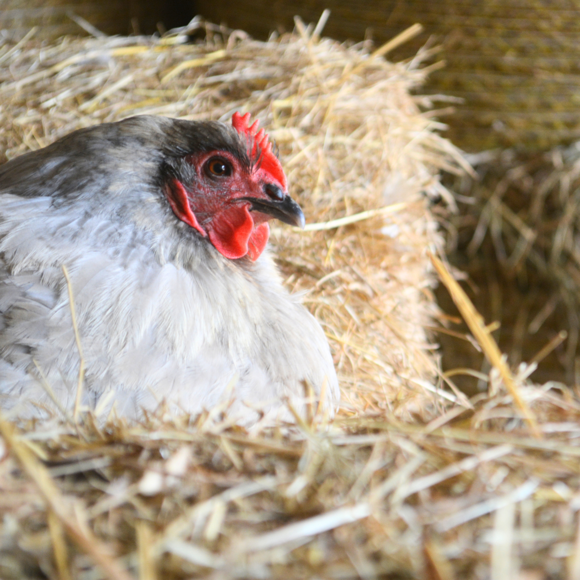 Chicken & Flock |  Organic Bedding & Nesting Straw