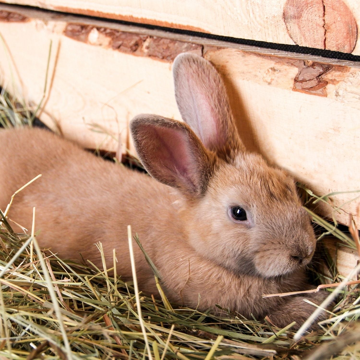 Small Animals | High-Altitude Hay & Organic Bedding Straw