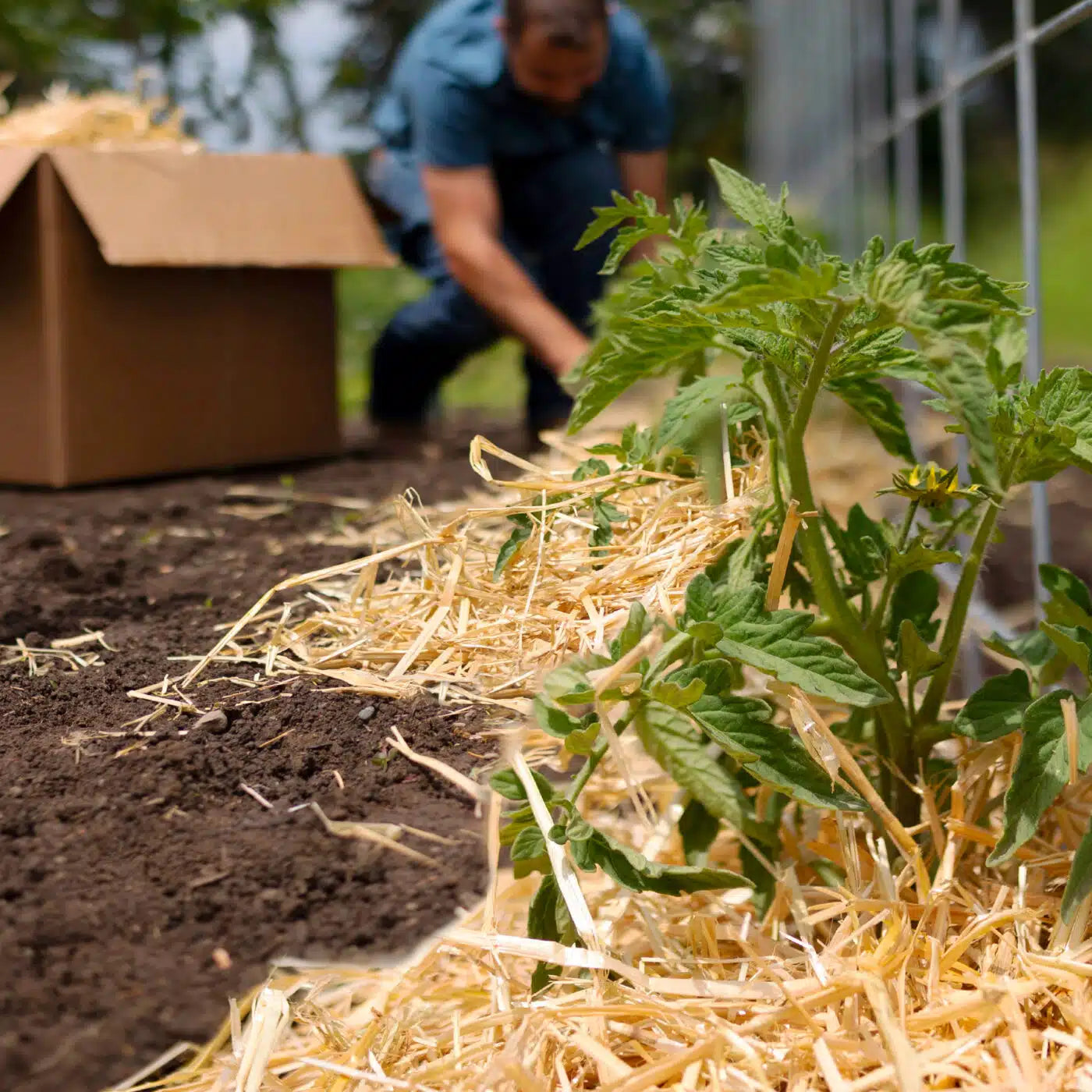 Garden & Farm | Premium Garden Straw