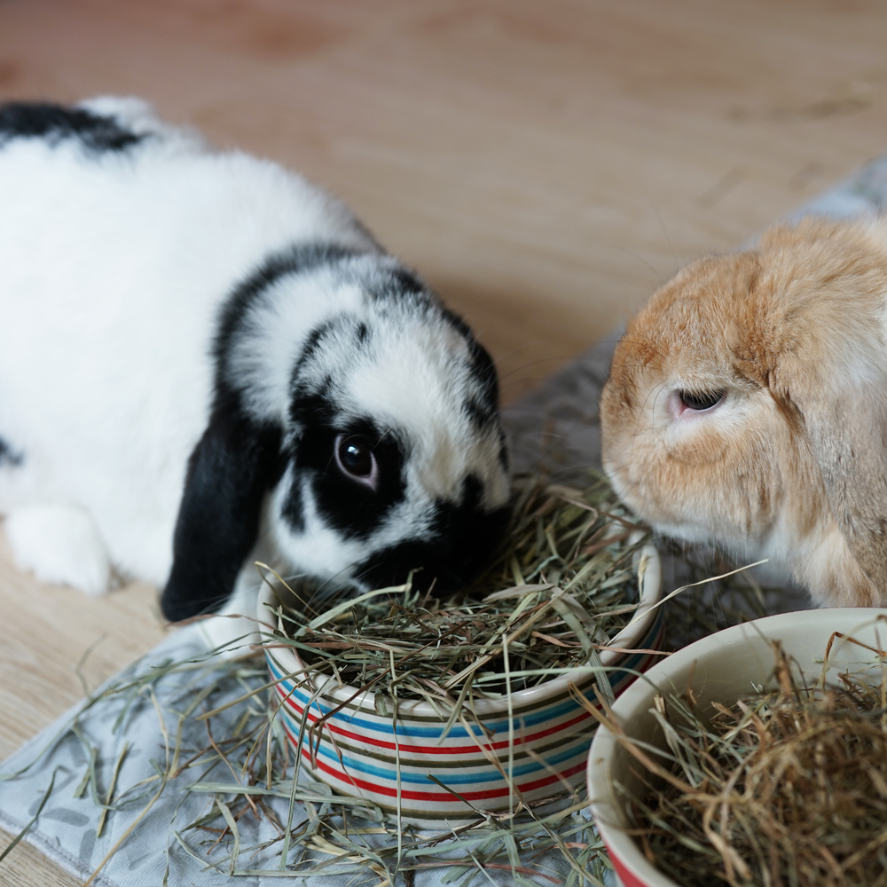 Pet Hay Bundle - 48oz - build your bundle - get 4, pay for 3