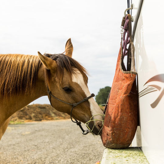 Horse sniffing a bag attached to a vehicle with a natural landscape in the background