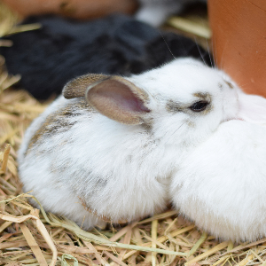 Small white rabbit lying on straw with a blurred background