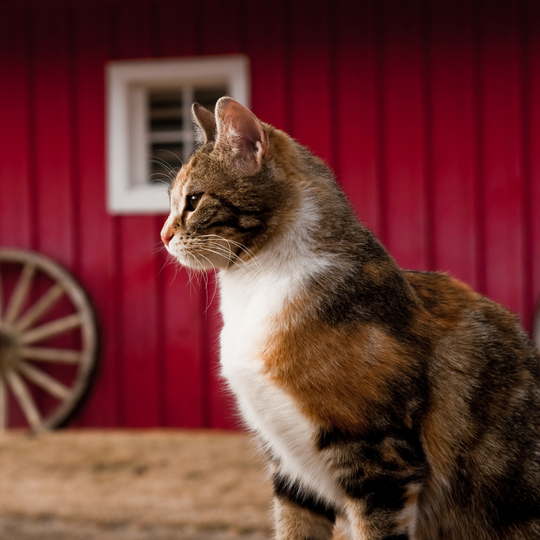 Organic Wheat Straw Litter