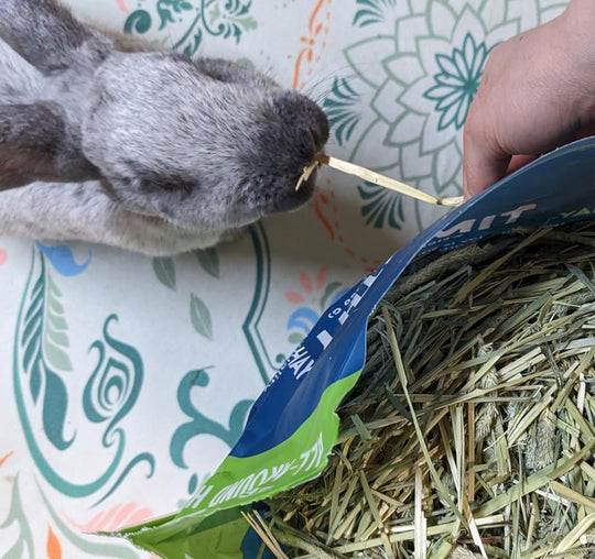 Small gray rabbit interacting with a package of hay on a colorful fabric background