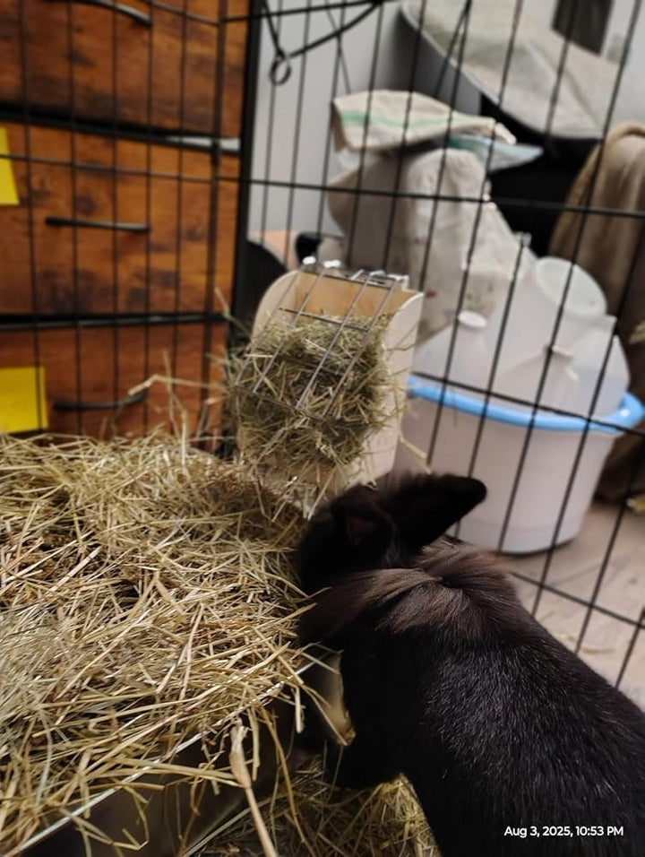Goat in a cage with hay, surrounded by various items including a wooden box and a white container.