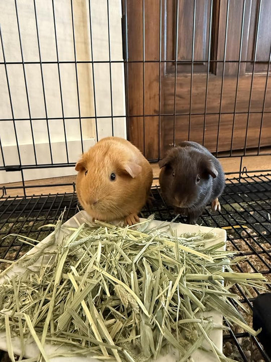 Two guinea pigs on a bed of hay inside a cage.