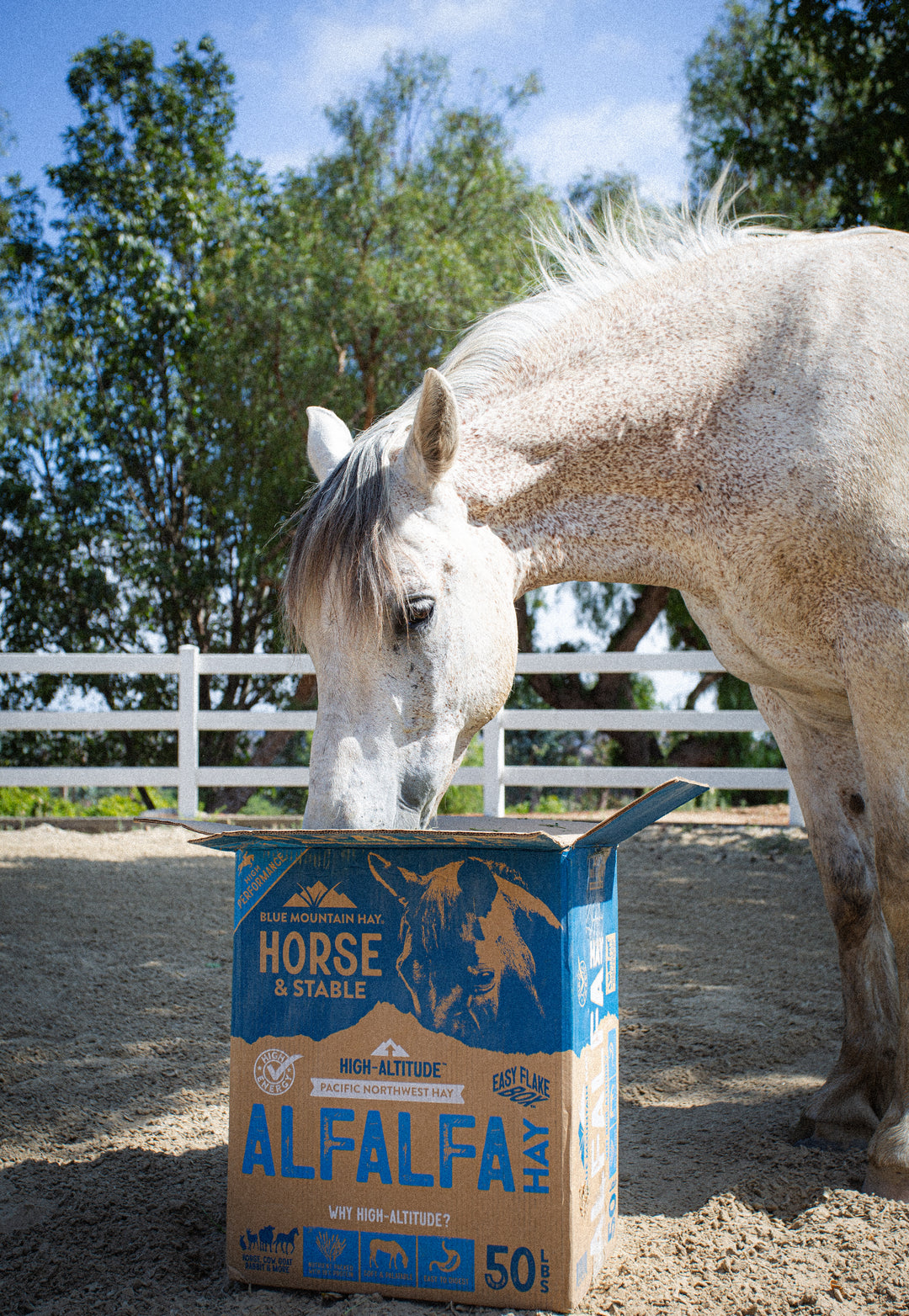 Horse interacting with a box of Alfalfa feed in an outdoor setting