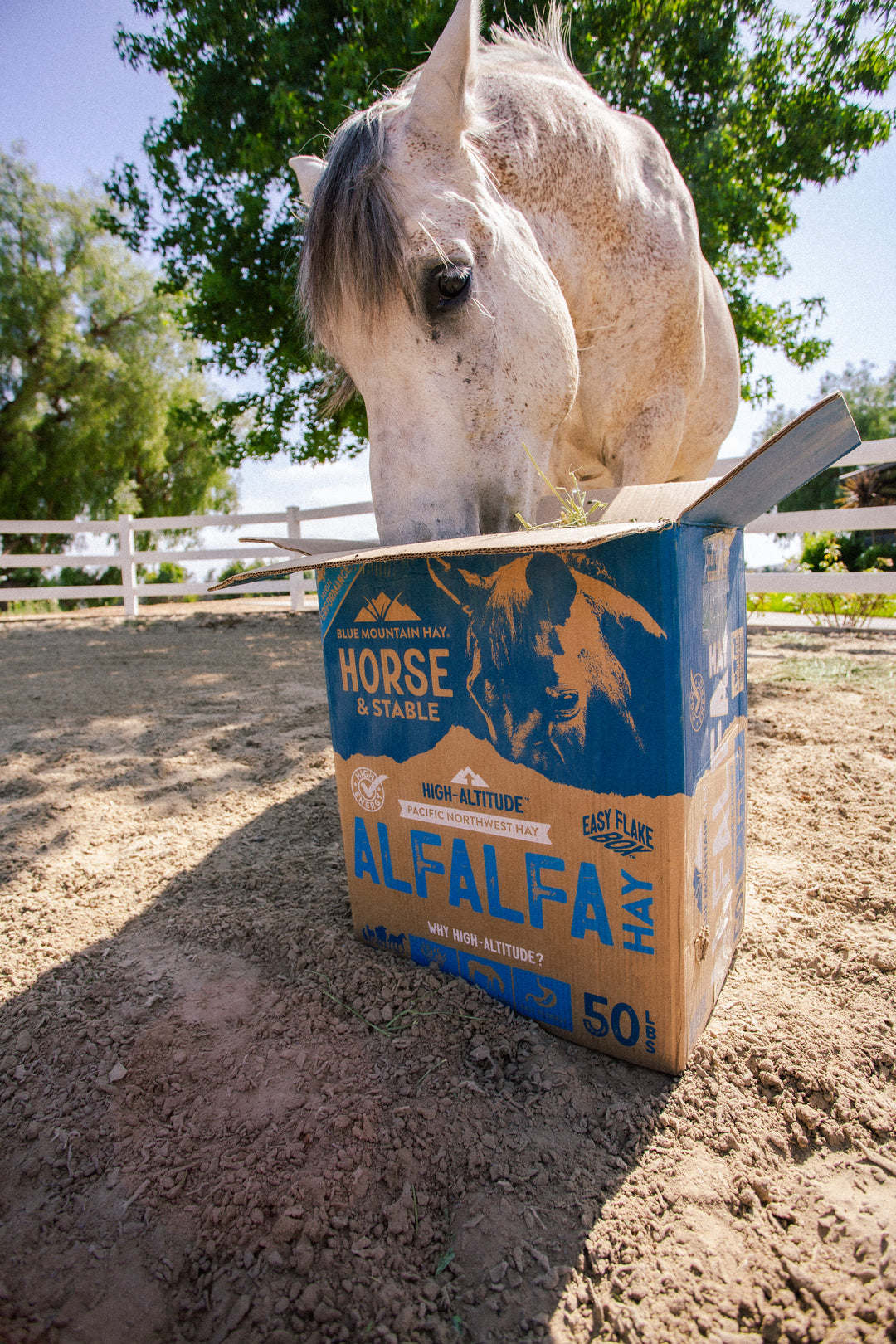Horse looking into a box of Alfalfa Hay in an outdoor setting with trees and a fence.