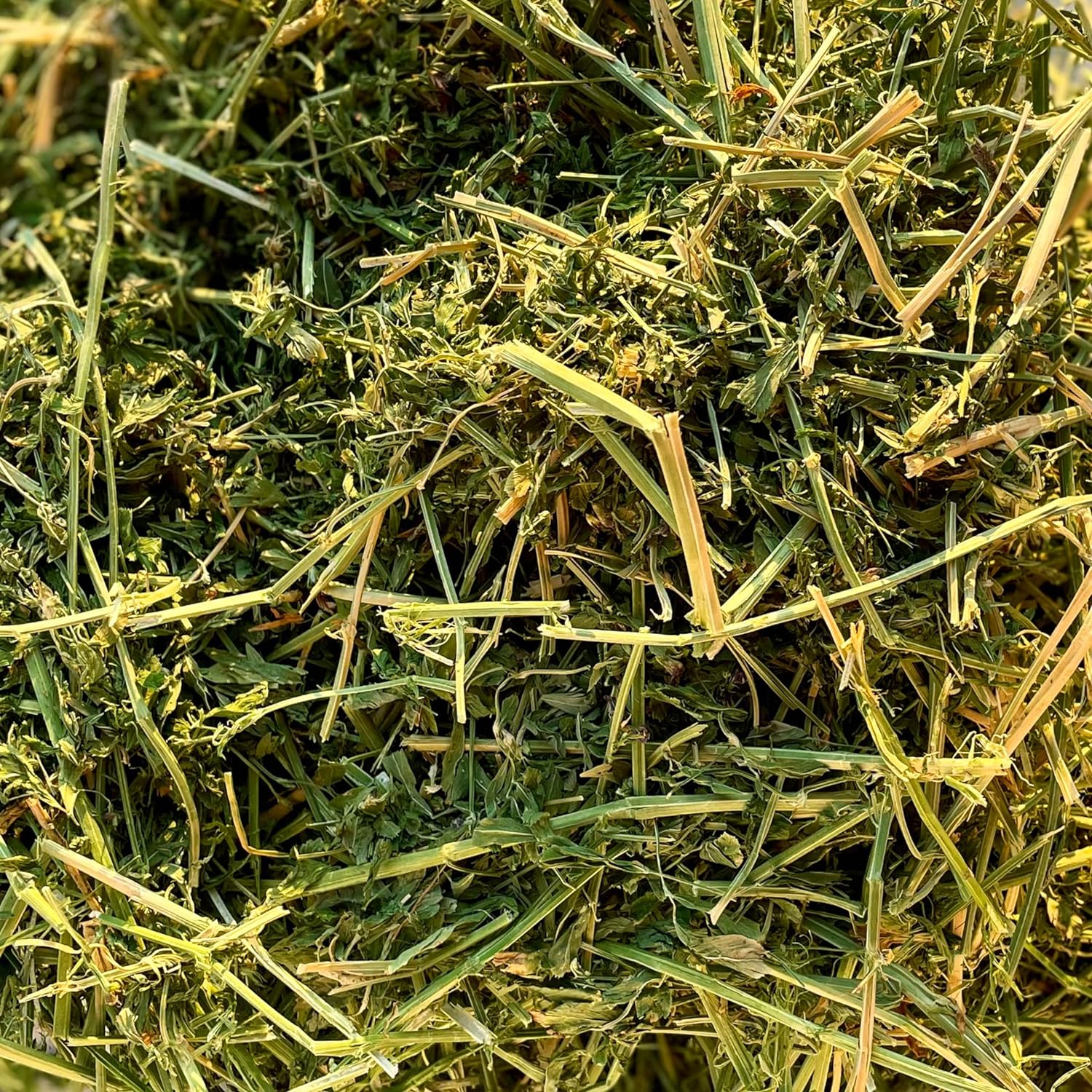 Organic Alfalfa Hay for Young, Pregnant & Nursing Pets | Blue