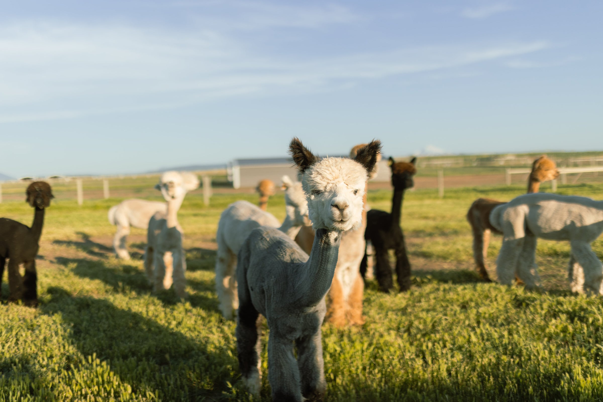 Alpacas grazing in a grassy field with a clear sky.