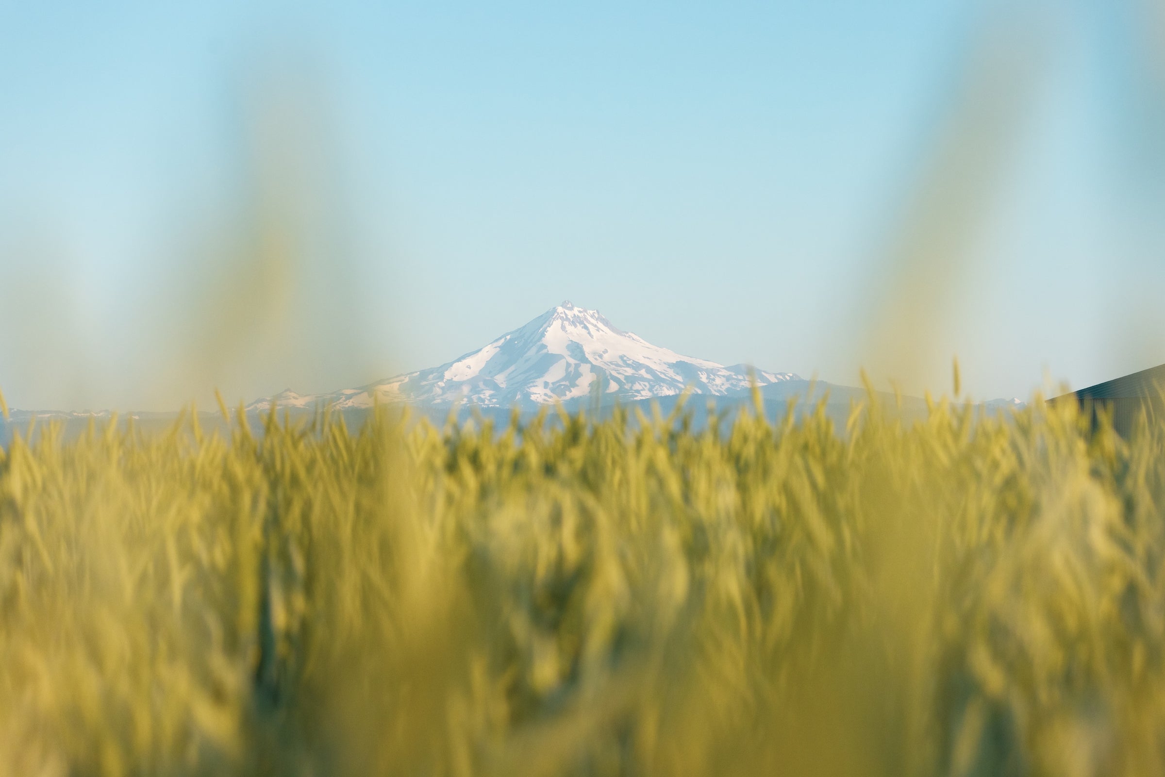 Mountains in the distance behind a field of tall grass