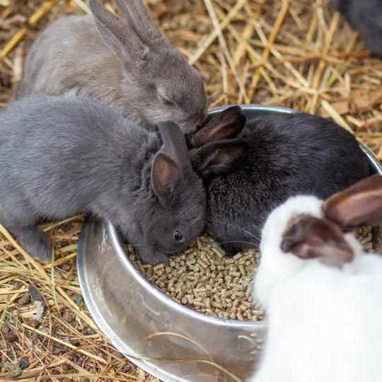 Three rabbits eating from a metal bowl filled with food on a straw-covered floor.